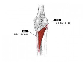 膝窩筋