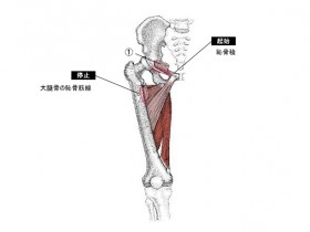 恥骨筋