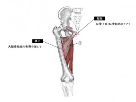 長内転筋