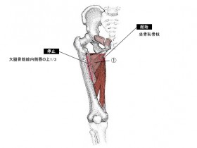 短内転筋