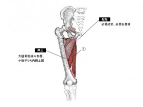 大内転筋