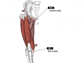 薄筋