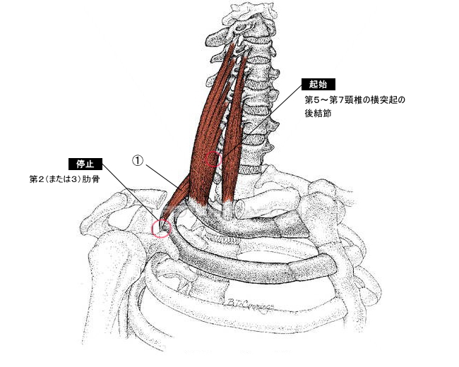 後斜角筋