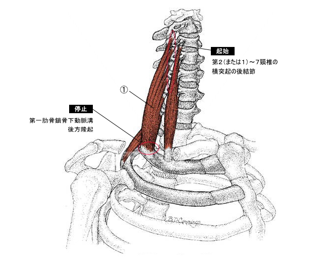 中斜角筋