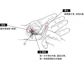 短母指屈筋