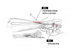 短母指伸筋