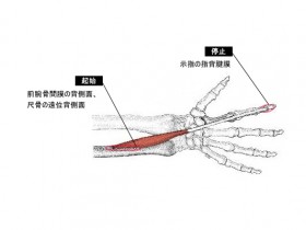 示指伸筋