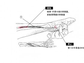 長母指外転筋