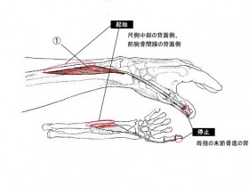 長母指伸筋