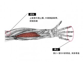 総指伸筋