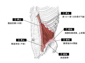 内腹斜筋