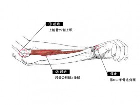 尺側手根伸筋