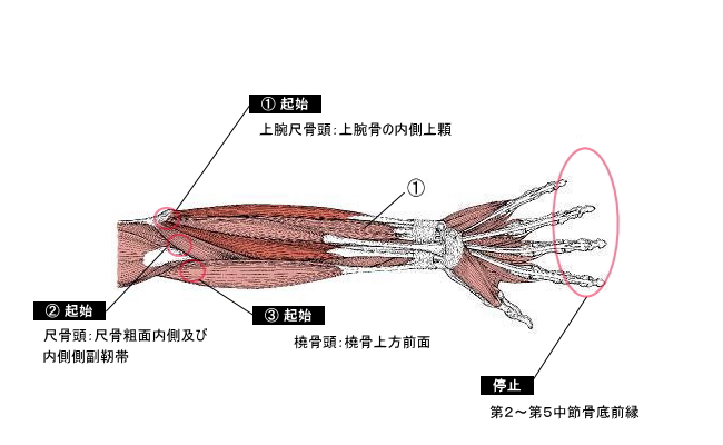 浅指屈筋の作用と役割 起始停止 神経支配 筋トレメニューなどを徹底解剖