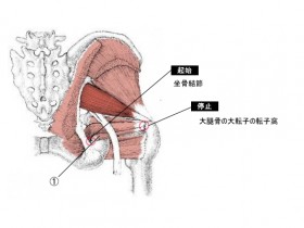 下双子筋