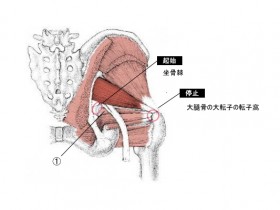 上双子筋