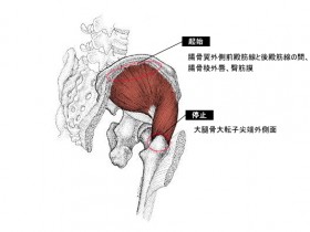 中臀筋