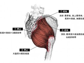 大臀筋