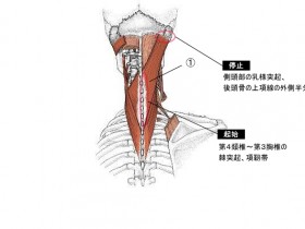 頭板状筋