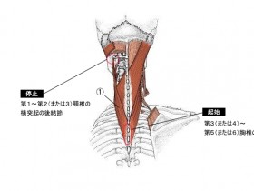 頸板状筋