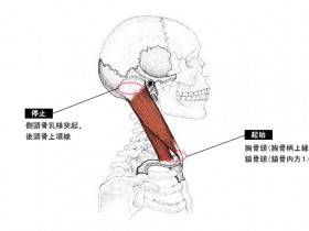 胸鎖乳突筋
