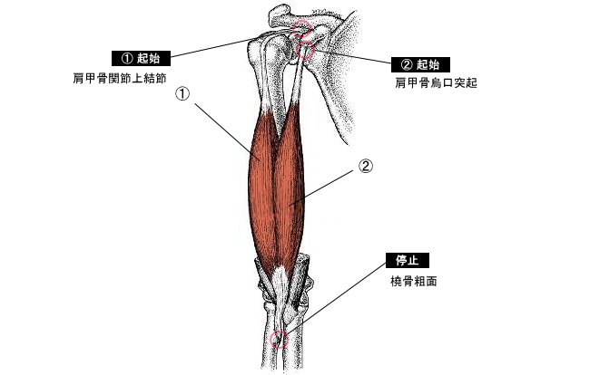 上腕二頭筋のストレッチマークのその他の治療オプション