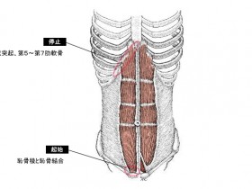 腹直筋