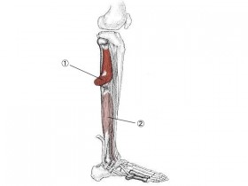 腓骨筋群