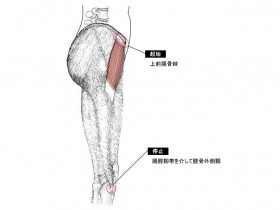 大腿筋膜張筋