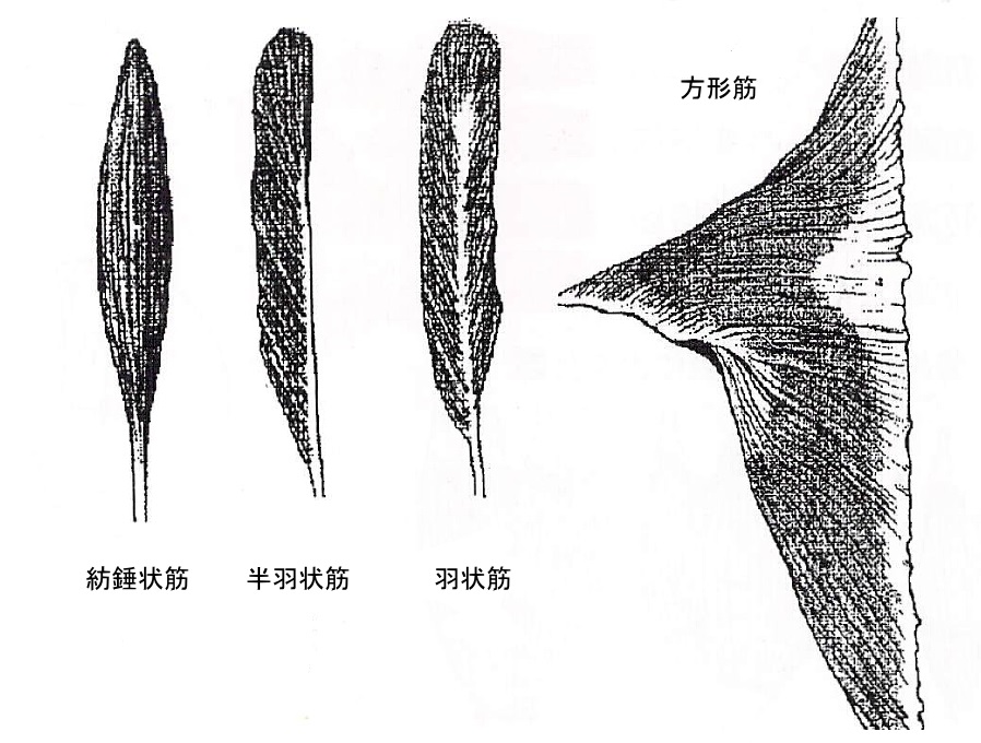 骨格筋の形による分類