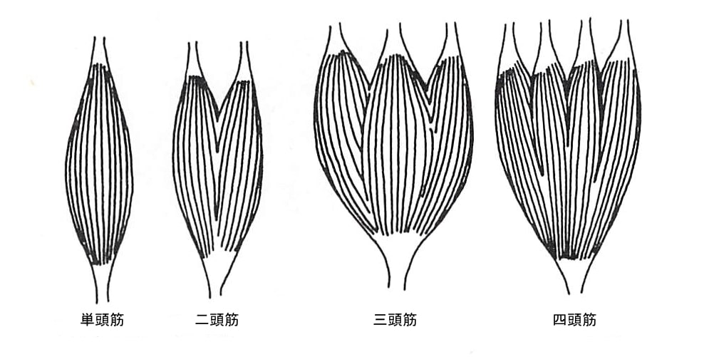 骨格筋の筋頭の数による分類