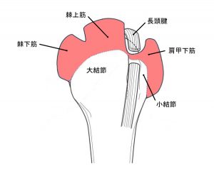 棘下筋と棘上筋の停止部