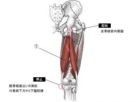 半腱様筋