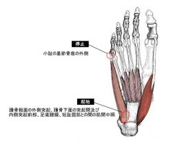 小趾外転筋