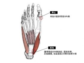 母趾外転筋