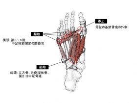 母趾内転筋