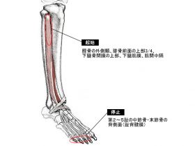 長趾伸筋