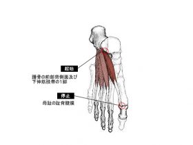 短母趾伸筋