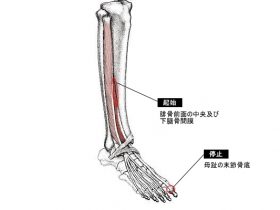 長母趾伸筋