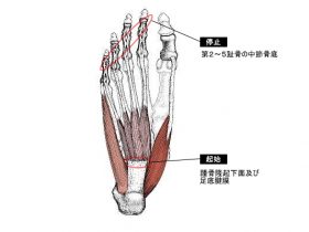 短趾屈筋