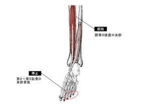 長趾屈筋