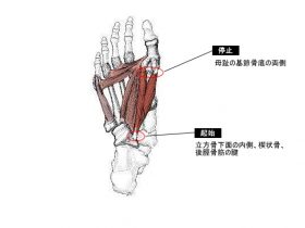 短母趾屈筋