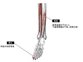 長母趾屈筋