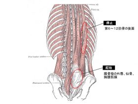 腰腸肋筋