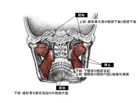 外側翼突筋