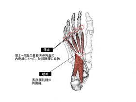 虫様筋