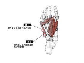 小趾対立筋