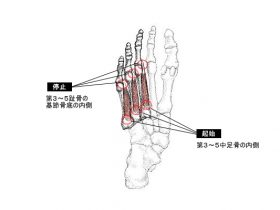 底側骨間筋