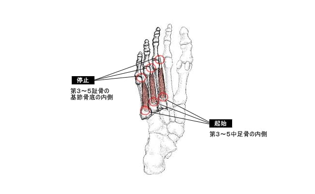 底側骨間筋