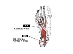 足底方形筋