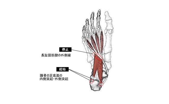 足底方形筋